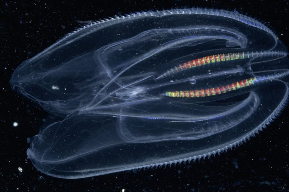 comb-jelly
