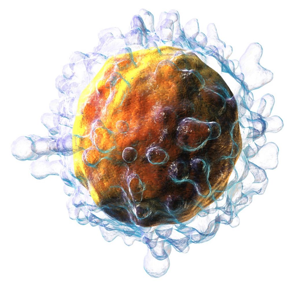 T Cell တွေကို လှုံးဆော်ပေးခြင်းနည်းနဲ့ ကင်ဆာဆဲလ်တွေကို တိုက်ဖျက်မှာပါ။ Credit: Blausen.com staff (2014)